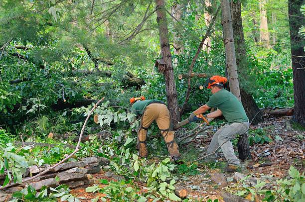 How Our Tree Care Process Works  in  Buchanan, NY