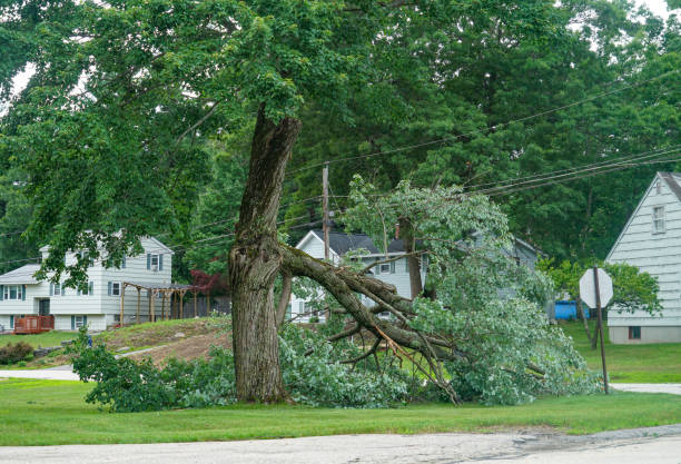 Buchanan, NY Tree Care Services Company